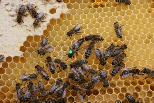 Das Bild zeigt Bienen auf einer Wabe.