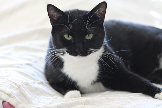Das Bild zeigt eine Katze