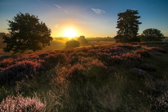 Westruper Heide- Foto der Stadtagentur
