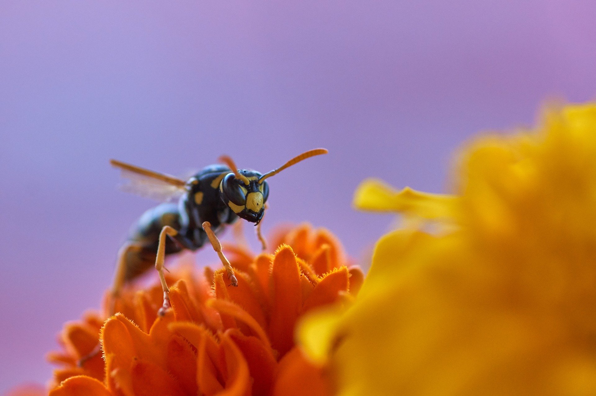 Wespe und Blüte