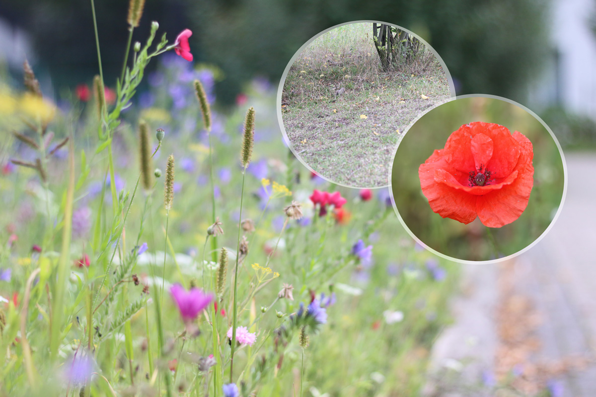Blühende Blumenwiese Anschauungsbild
