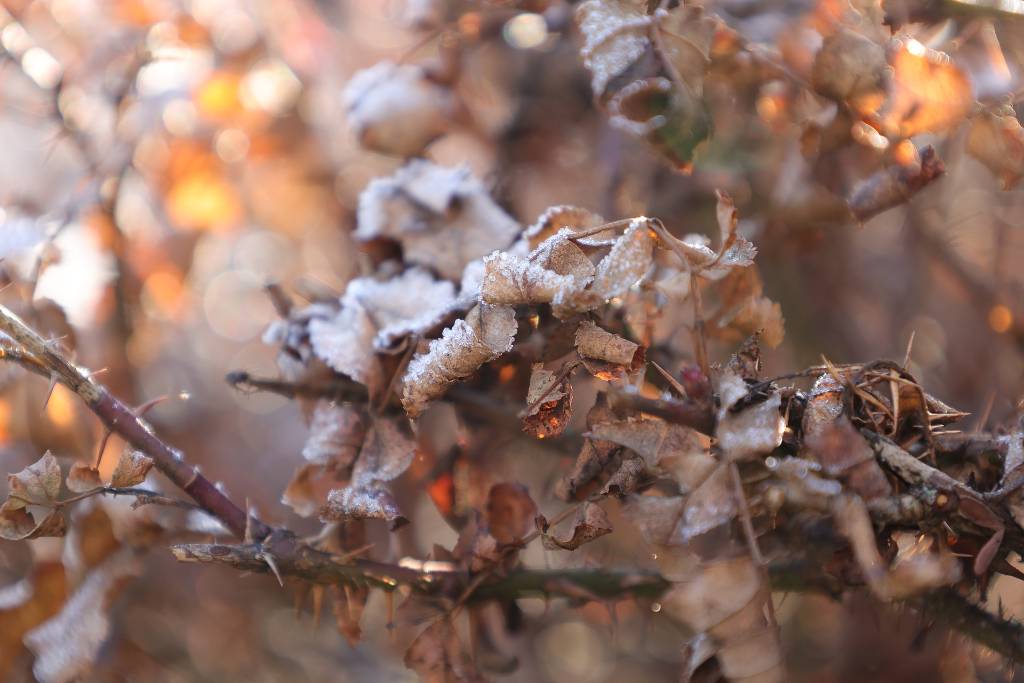 Bild einer Hecke