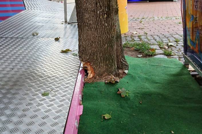 Beschädigter Baum