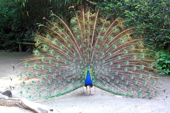 Pfau