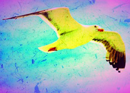 Dancing Bird