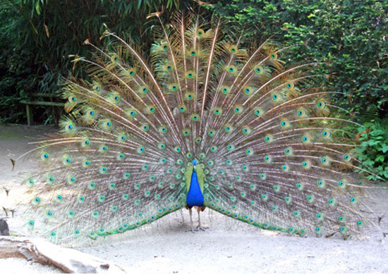 Pfau