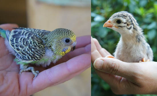 Nachwuchs Wellensittich und Perlhuhnk&uuml;ken