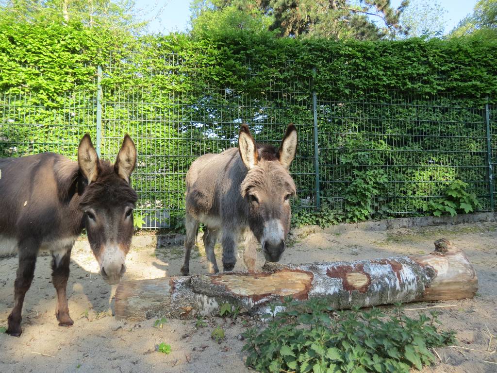 Die beiden Eseldamen im Tierpark d&uuml;rfen sich auf ein neues Gehege freuen. F&uuml;r die Bauzeit m&uuml;ssen sie allerdings in ein anderes Quartier umziehen. Foto: Stadt RE