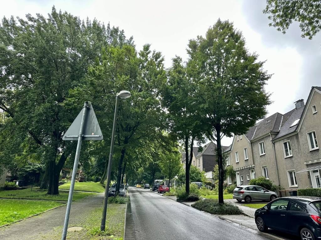 An der Breslauer Straße haben sich die Säulenhainbuchen nach dem sogenannten Erziehungsschnitt vor einigen Jahren sehr gut entwickelt. Foto: Stadt RE 