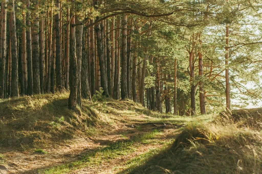 Ein Forot eines Walds. Foto: Irina Iriser/unsplash