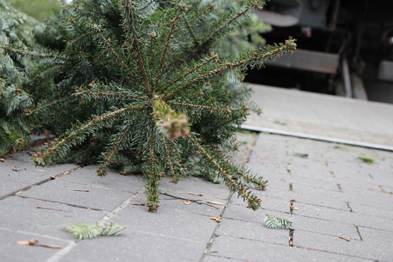 Weihnachtsbaum