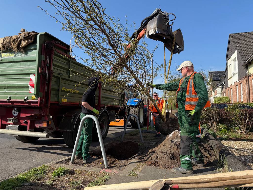 Mitarbeiter der KSR pflanzen mit Hilfe eines Krans eine Hopfenbuche an der Robertstraße in Hochlarmark. 30 dieser Bäume sind jetzt im Stadtteil gepflanzt worden. 