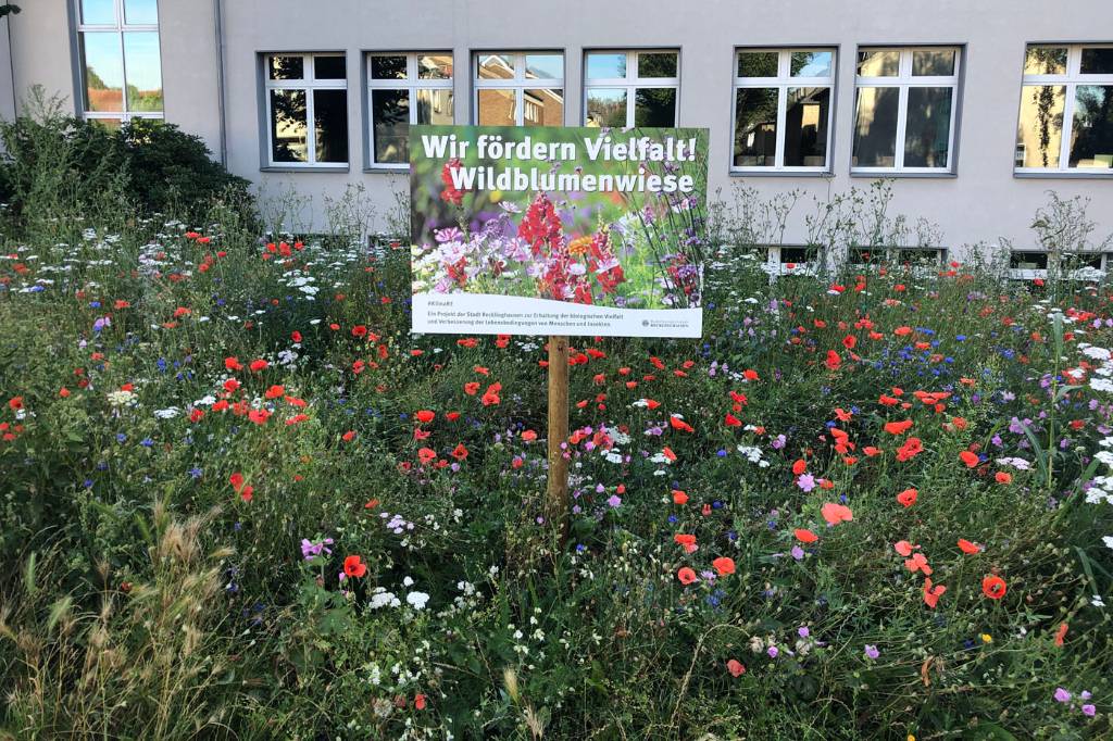 So schön wie diese Wildblumen an der Wolfgang-Borchert-Gesamtschule soll es bald wieder an vielen Straßen und Wegen in der Stadt blühen. 