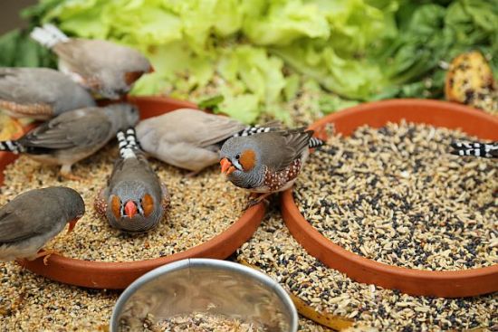 Zebrafinken im Vogelhaus des Recklinghäuser Tierparks.