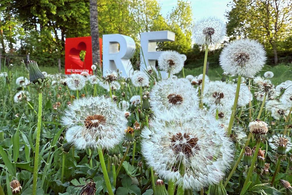 Die Westenergie lobt 2026 erstmals den Preis &bdquo;LokalStars&ldquo; aus und f&ouml;rdert damit unter anderem in Recklinghausen nachhaltige Projekte. Symbolbild: L&ouml;wenzahn bl&uuml;ht auf einer Wiese.