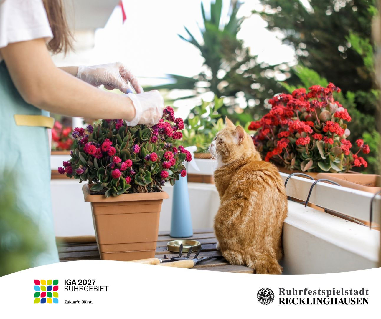 Symbolbild zum Balkonwettbewerb IGA 2027: Eine Frau pflegt Blumen auf einem Balkon, eine Katze schaut ihr dabei zu.