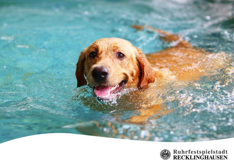 Symbolfoto: schwimmender Hund.