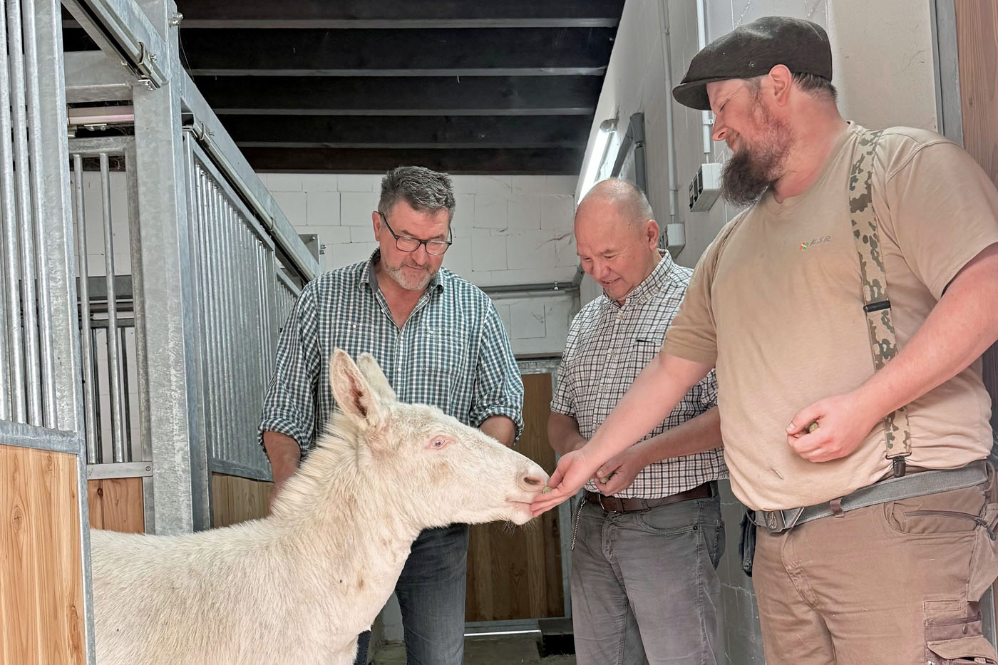 Willkommen im Tierpark Recklinghausen: Tierparkleiter Stefan Klinger, Michael Sinder vom F&ouml;rderverein und Tierpfleger Michael K&uuml;ck freuen sich &uuml;ber den Einzug der noch namenlosen Asinara-Eselstute. Foto: Stadt RE